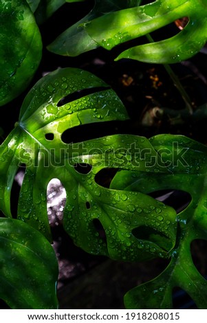 Rhaphidophora tetrasperma leaves with water drops dark green 