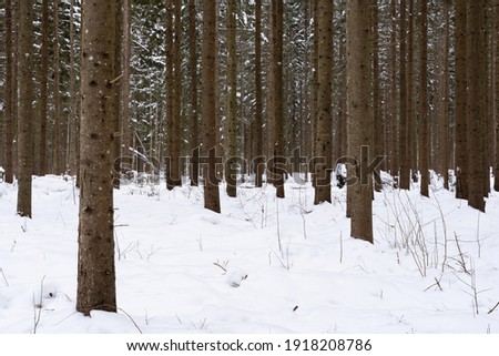 sunny winter day in Latvia with white fluffy snow in the forest where you can see many beautiful pines with dark brown trunks and green needles where between the pines there is a
there are some green