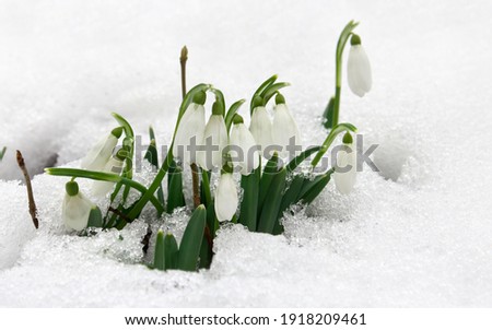 Spring white snowdrops ( Galanthus nivalis ) in snow in the forest with space for text Royalty-Free Stock Photo #1918209461