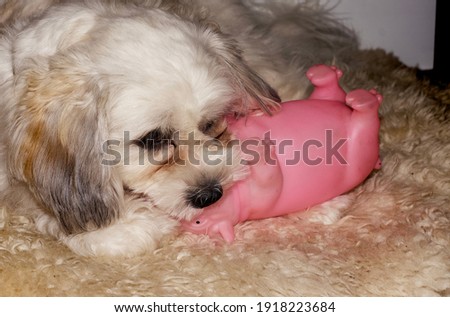 Dog playing with pink toy pig