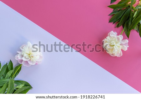 Beautiful white peony flower with leaves on a white pink background. Flat lay, top view. Сopy space for text