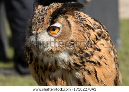 Large orange-eyed Eurasian Eagle Owl with brown and black spotted feathers.