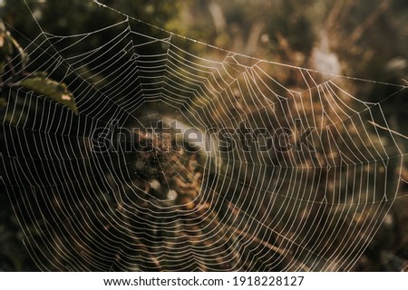 Sprider web. Sunrise in the field covered fogs.  Close up fragile spider web with water drops.