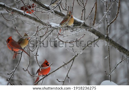 Northern cardinals sitting on the ice covered limbs of a peach tree