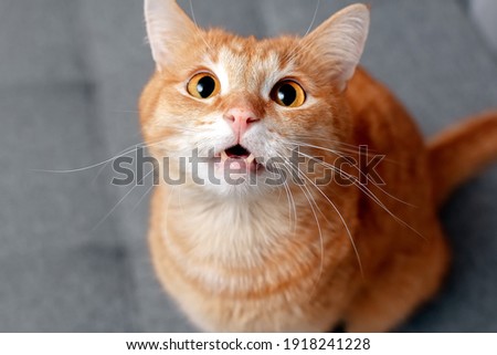 A ginger cat with large round eyes shows its teeth. The cat looks attentively and warily. Pets behavior concept Royalty-Free Stock Photo #1918241228