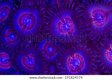 These are palythoa polyps with a bright red ring.