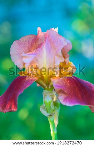 Close up for beautiful pink and red iris flower on natural background, vertical picture