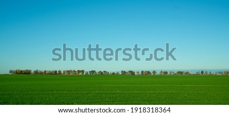 landscape. Green wheat field, trees on the horizon and clear blue sky.
