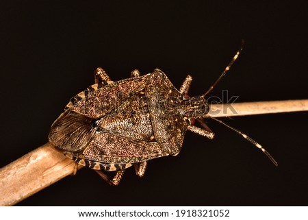 Macro photograph of an isolated specimen of Brown marmorated stink bug (Halyomorpha halys) while moving on a small twig on a natural background.