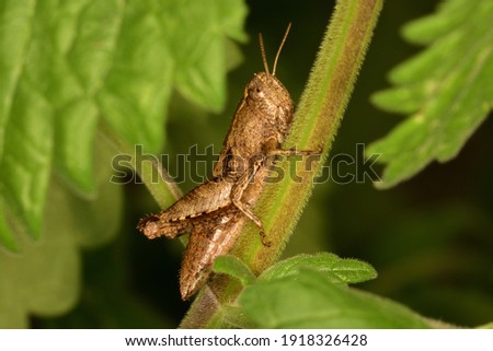 Macro photograph of a specimen of grasshoppers of the Pezotettix giornae species, standing on a mint leaf against a natural background.