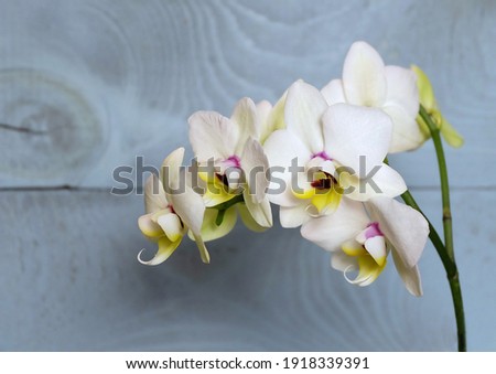 Flowers of the white orchid Phalaenopsis variety Coco, on a blue background, macro photo, selective focus, horizontal orientation with a place for an inscription
