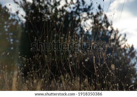 Yellow grass background with blue sky