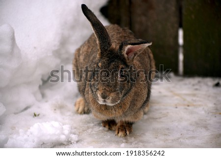 Brown rabbit outdoors on the snow ,rural landscape