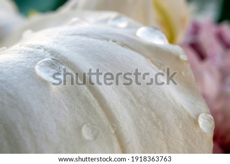 
Raindrops on a white lily flower leaf. very close-up, digitized macro photo.