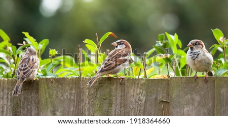 Sparrows, house sparrows (passer domesticus) on a garden fence, UK. Small British birds Royalty-Free Stock Photo #1918364660