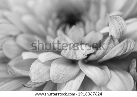 
white daisy, gerbera flower. macro photo. black and white colored. 