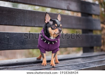 Pet dog Chihuahua walks on the street. Chihuahua dog for a walk. Dog in the autumn walks in the park