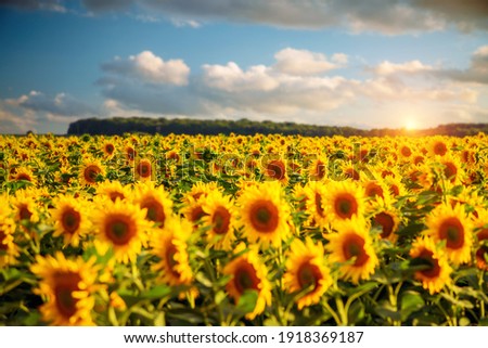 Attractive field with bright yellow sunflowers close up. Location place of Ukraine agricultural region, Europe. Image of ecology concept. Agrarian industry. Photo of cultivation land. Beauty of earth.