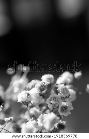 dried, small pink gypsophila flowers. macro photo.
black and white colored. 