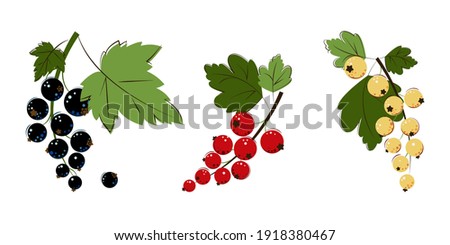 Blackcurrant, Red currant, White Currant Berries. Bunches of Ripe Juicy Blackcurrant, Redcurrant, White Currant with Green Leafs. Berry for Jam. Flat vector illustration. Royalty-Free Stock Photo #1918380467
