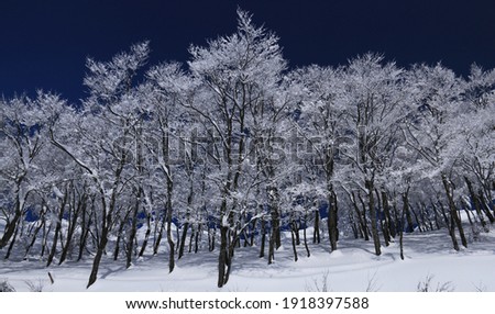 The blue and white world of Mt.Hakkai, winter in Minami Uonuma City, Niigata Prefecture, Japan Royalty-Free Stock Photo #1918397588