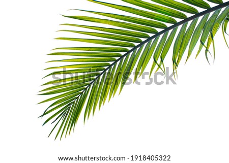 tropical palm leaf isolated on white background, clipping path included Royalty-Free Stock Photo #1918405322