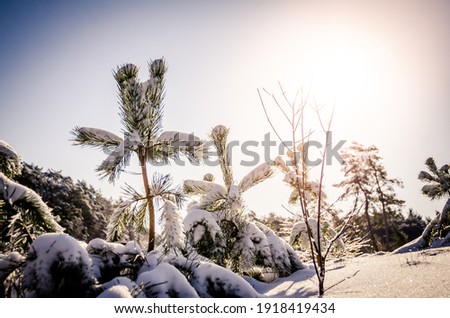 close up of small pine trees with snow against the sunset in a winter wonderlands landscape.