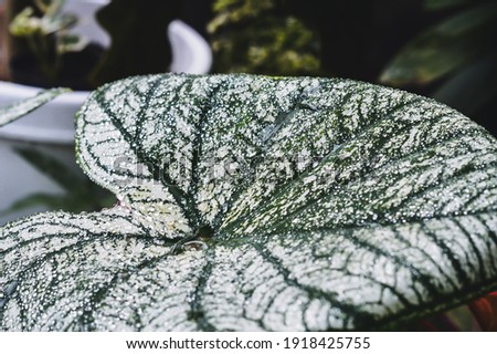 Dew drops on the white Caladium leaf 