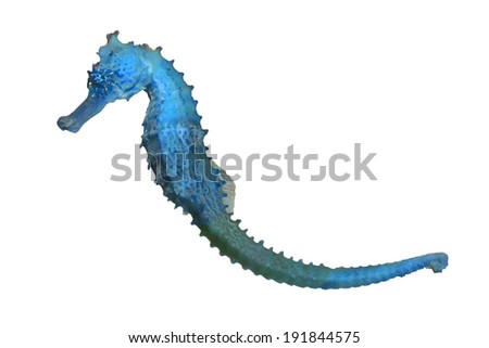 Seahorse isolated on white Background