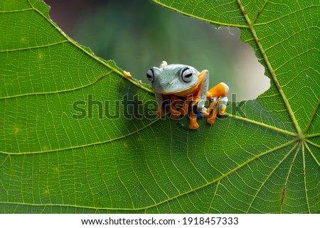 Javan tree frog front view on green leavest, Flying frog sitting leaves, rachophorus reinwardtii
