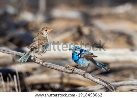 A pair of adult Splendid Fairywrens (Malurus splendens), male and female perched on a branch.