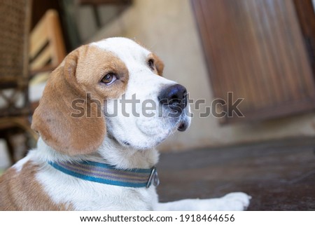 An adorable  white and brown female beagle dog lying on a wooden patio floor.
