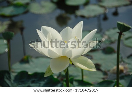 Lotus blooming white flowers in the pond Royalty-Free Stock Photo #1918472819