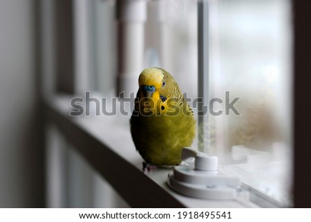 Green Budgie Playing by the window on a cloudy and cold winter  day  Royalty-Free Stock Photo #1918495541