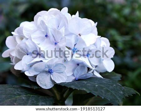 White purple flowers bigleaf French Hydrangea macrophylla Hamburg ,Lacecap ,Mophead ,penny mac ,hortensia blooming in garden, soft selective focus for background, macro image ,delicate dreamy beauty
