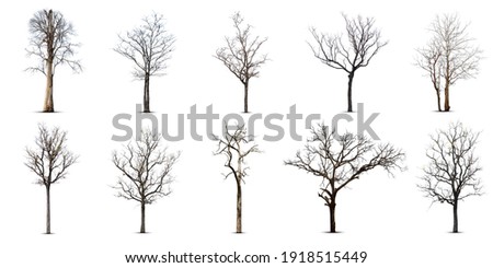 Collection of dead tree,dry tree, isolated on white background. Royalty-Free Stock Photo #1918515449