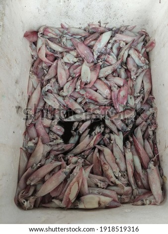 This picture of the squid was taken at the mini market. The seller sells squid that has been caught by fishermen at sea.