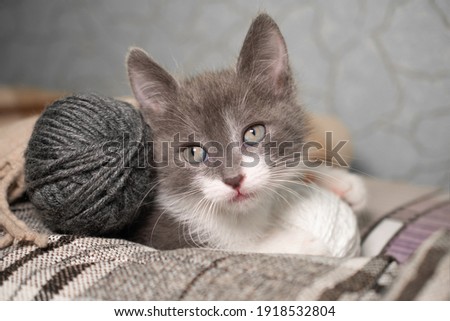 Little playful cute gray and white kitten lies covered with a plaid blanket next to a ball of knitting thread: a place for text, the kitten looks and holds its paws in a ball, soft focus