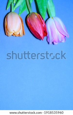 the very nice colorful tulip with a iris close up