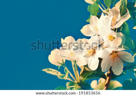 flowers on a tree against the sky 