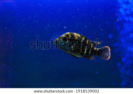 Bright beautiful ocean fish in blue sea water