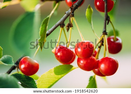 Red Ripe Cherry Berries Prunus subg. Cerasus on tree In Summer Vegetable Garden. Royalty-Free Stock Photo #1918542620