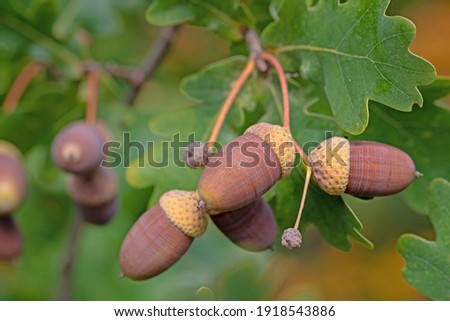 Fruits of the English oak, Quercus robur L. Royalty-Free Stock Photo #1918543886