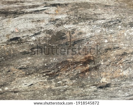 Old wood texture. wood bark texture.