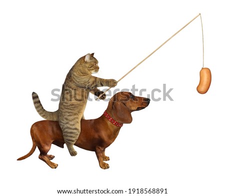 A beige cat with a sausage rides a brown dog dachshund. White background. Isolated.