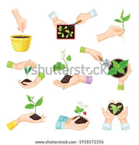 Hands Setting Plants and Green Seedling in Flower Pot Vector Set Royalty-Free Stock Photo #1918572356