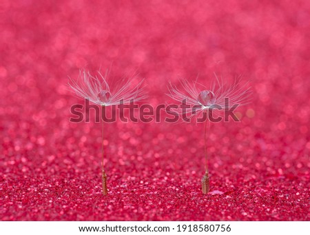 dew on dandelions with red bokeh background