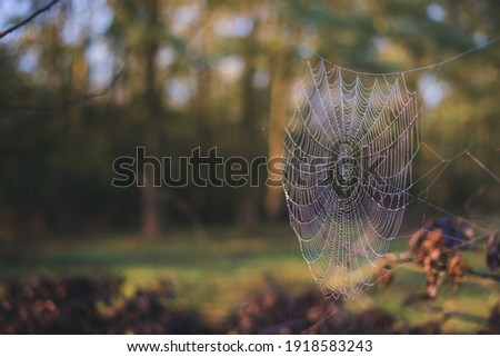 the colors of the rainbow seen in the spider's web adorned with drops of water in spring season at sunrise