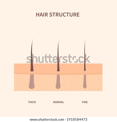 Hair thickness types classification set. Skin cross-section with fine, normal, thick strands. Anatomical structure scheme. Cartoon vector illustration. 