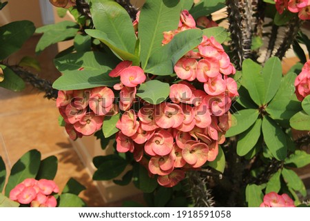 plant known as the crown of thorns. ornamental plant with small fresh flowers and thorny stems. Euphorbia milii is one of the other 2000 species of the genus Euphorbia